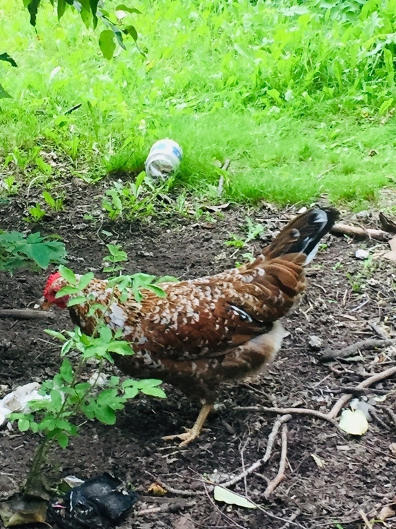 Alaska's List Chickens For Sale
