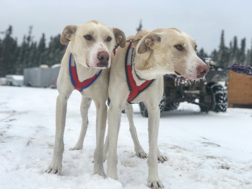 Alaska's List Sled Dogs For Sale