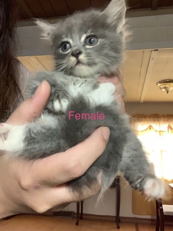 Alaska's List Cats Kittens