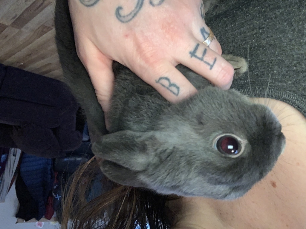 Alaska's List Rabbits Polish Rabbit&1