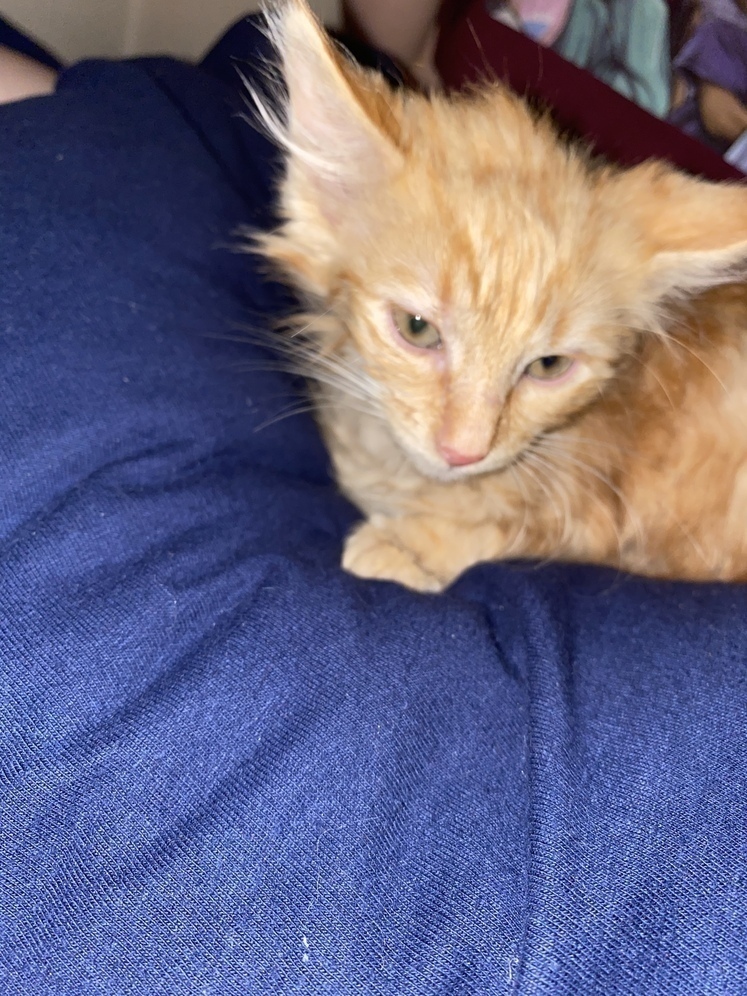 Alaska's List Cats Kitten