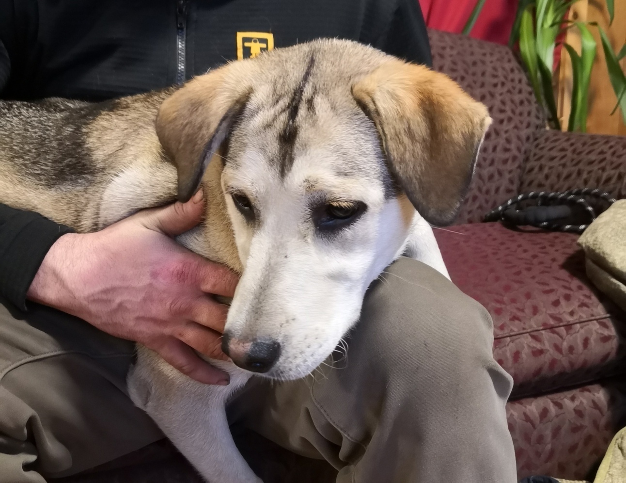 Alaska's List Found Dog For Sale