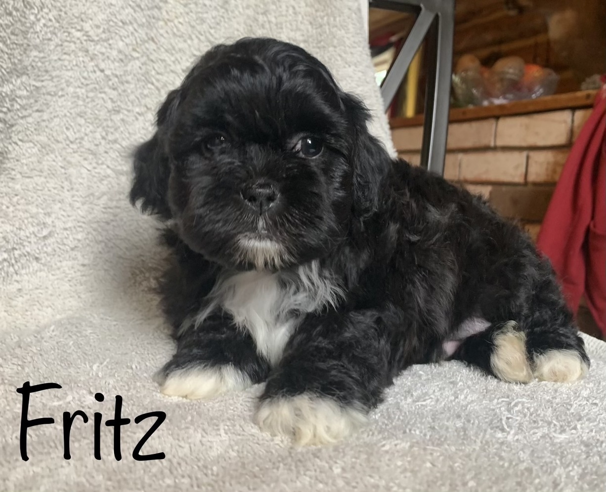 Alaska's List Shih Tzu/Poodle Puppies For Sale