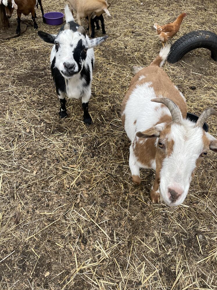 Alaska's List Livestock Nigerian Dwarf