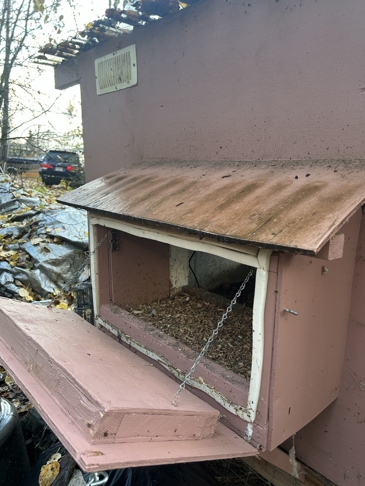 Alaska's List Poultry & Fowl For Sale Chick