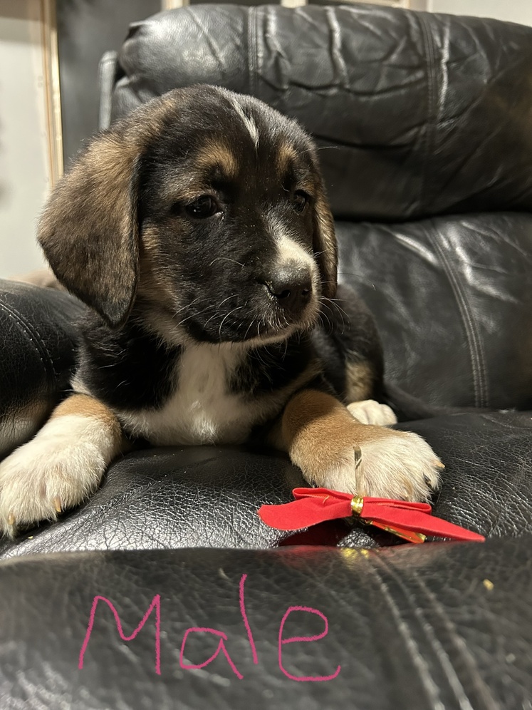 Alaska's List Dogs Caucasian Shepherd