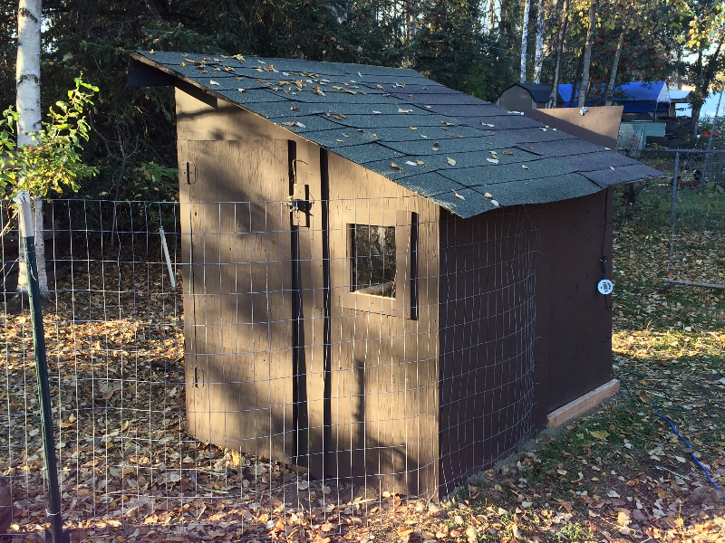 Anchorage backyard chicken coop Alaska Urban Hippie