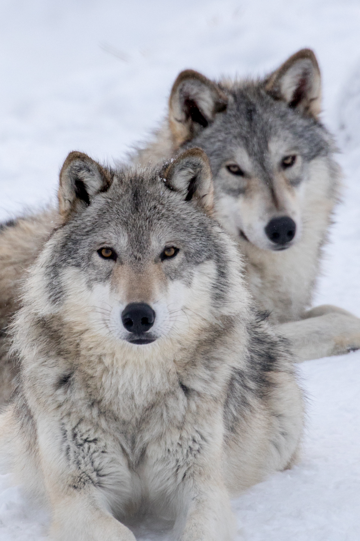 Adopt A Wolf Alaska Wildlife Conservation Center