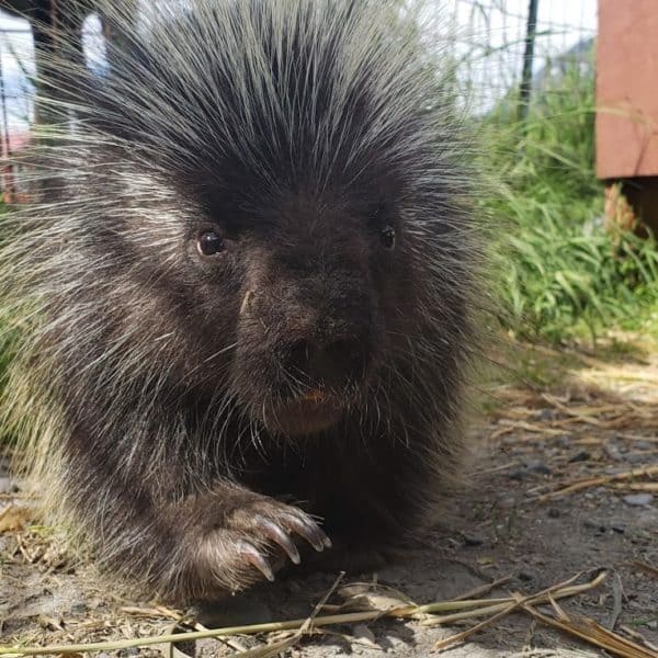 Animals Alaska Wildlife Conservation Center