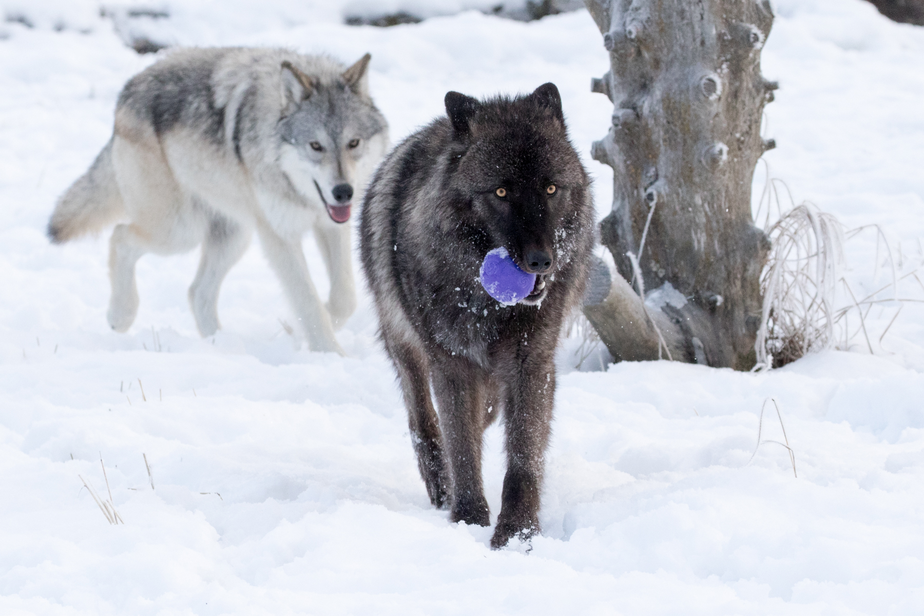 Adopt A Wolf Alaska Wildlife Conservation Center