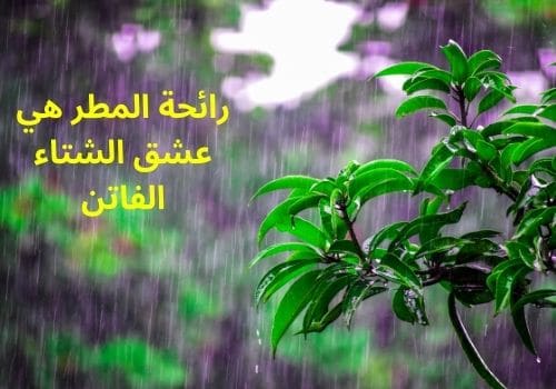 كلام عن الجو الجميل