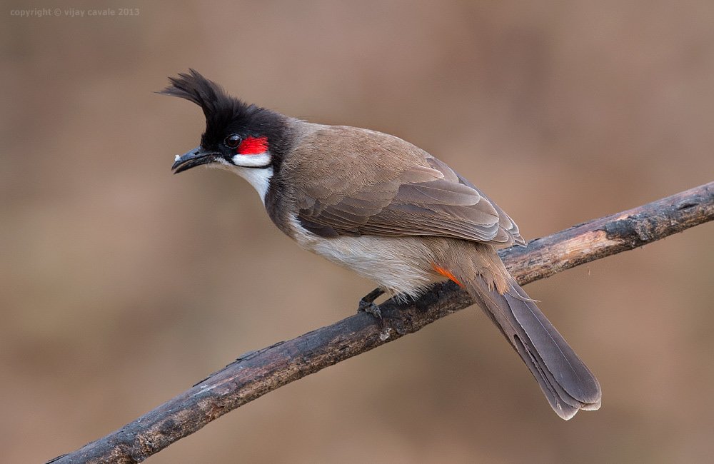 انواع العصافير