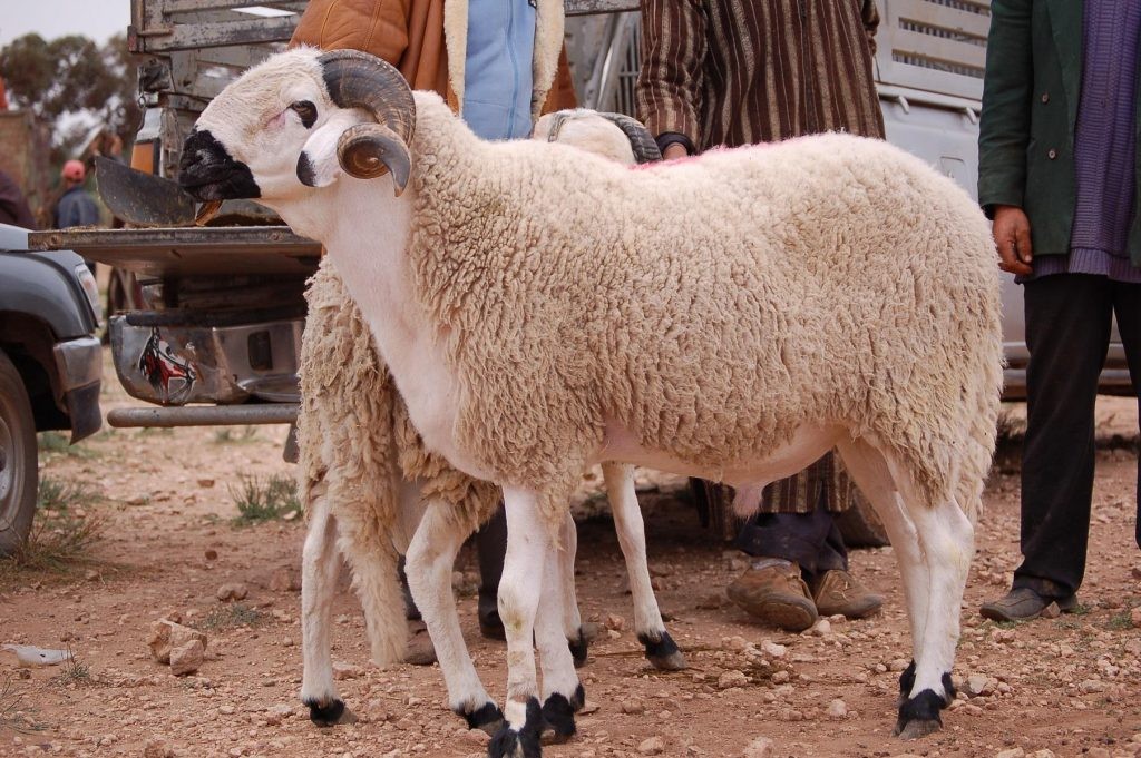 متى موعد عيد الأضحى 2025 في أندونيسيا