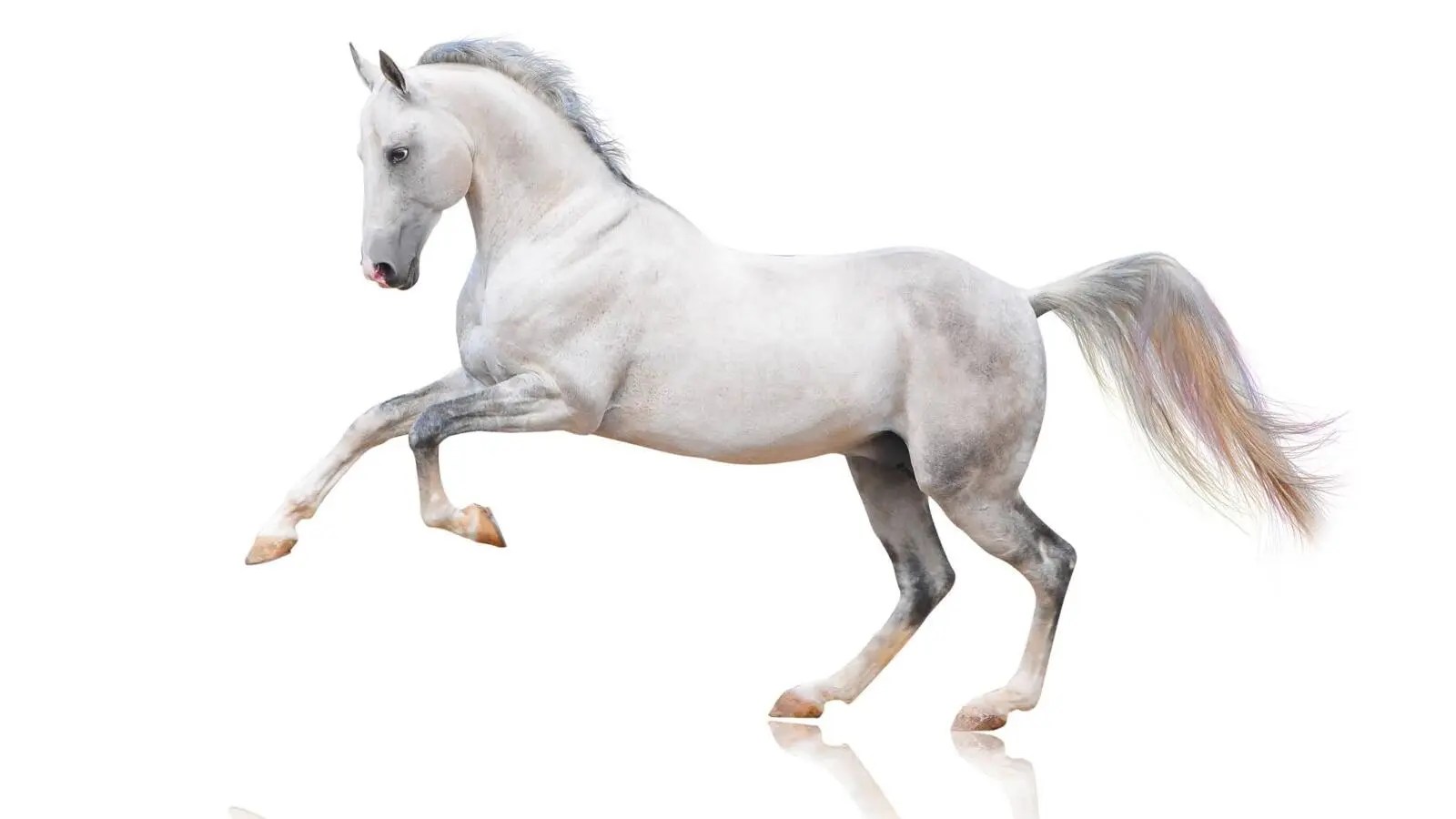 أبرز المعلومات حول الحصان الابيض 