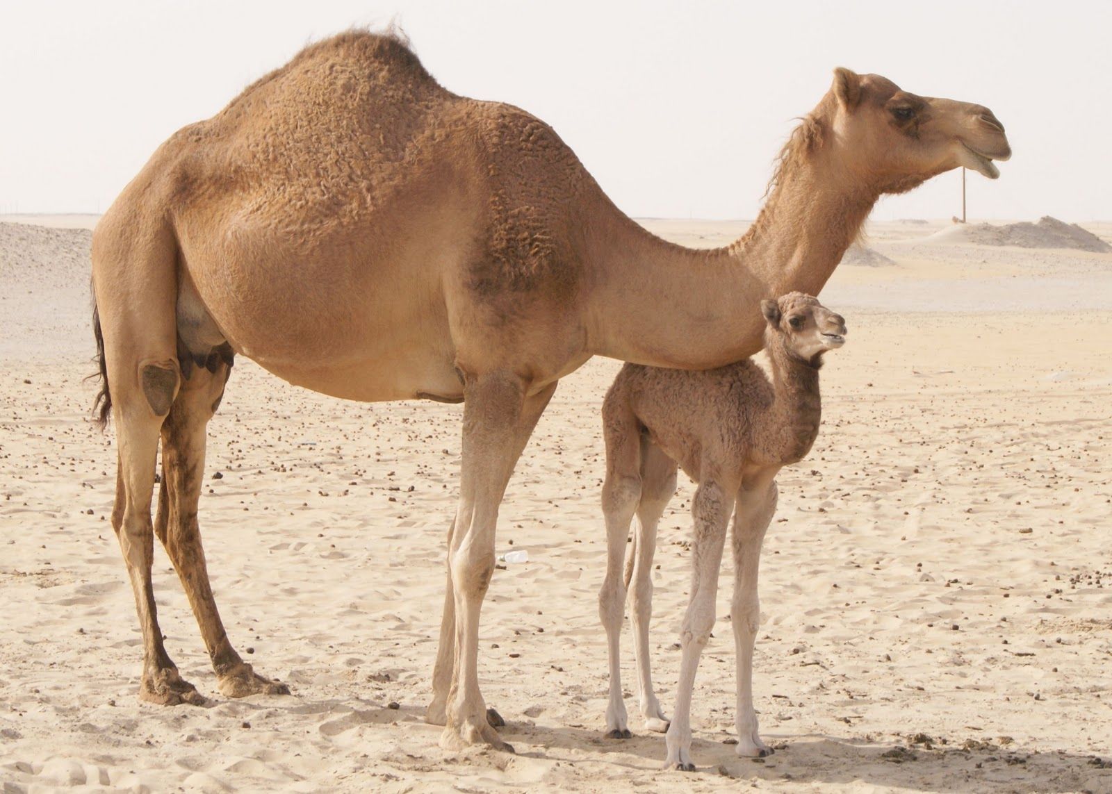طريقة استعمال بول الناقة