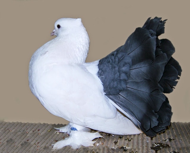 أجمل أنواع الحمام