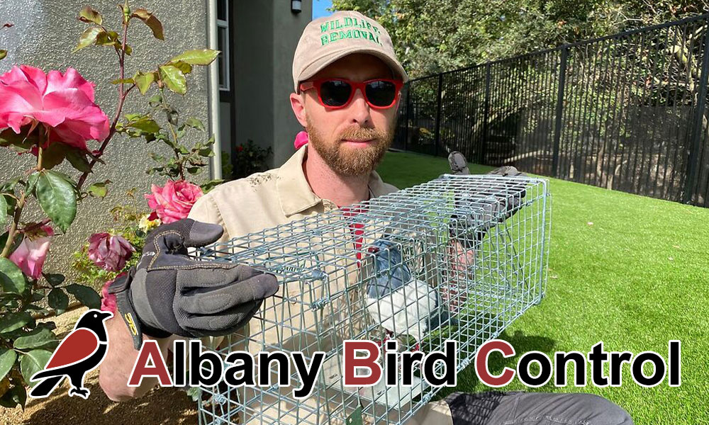 Albany Bird Control