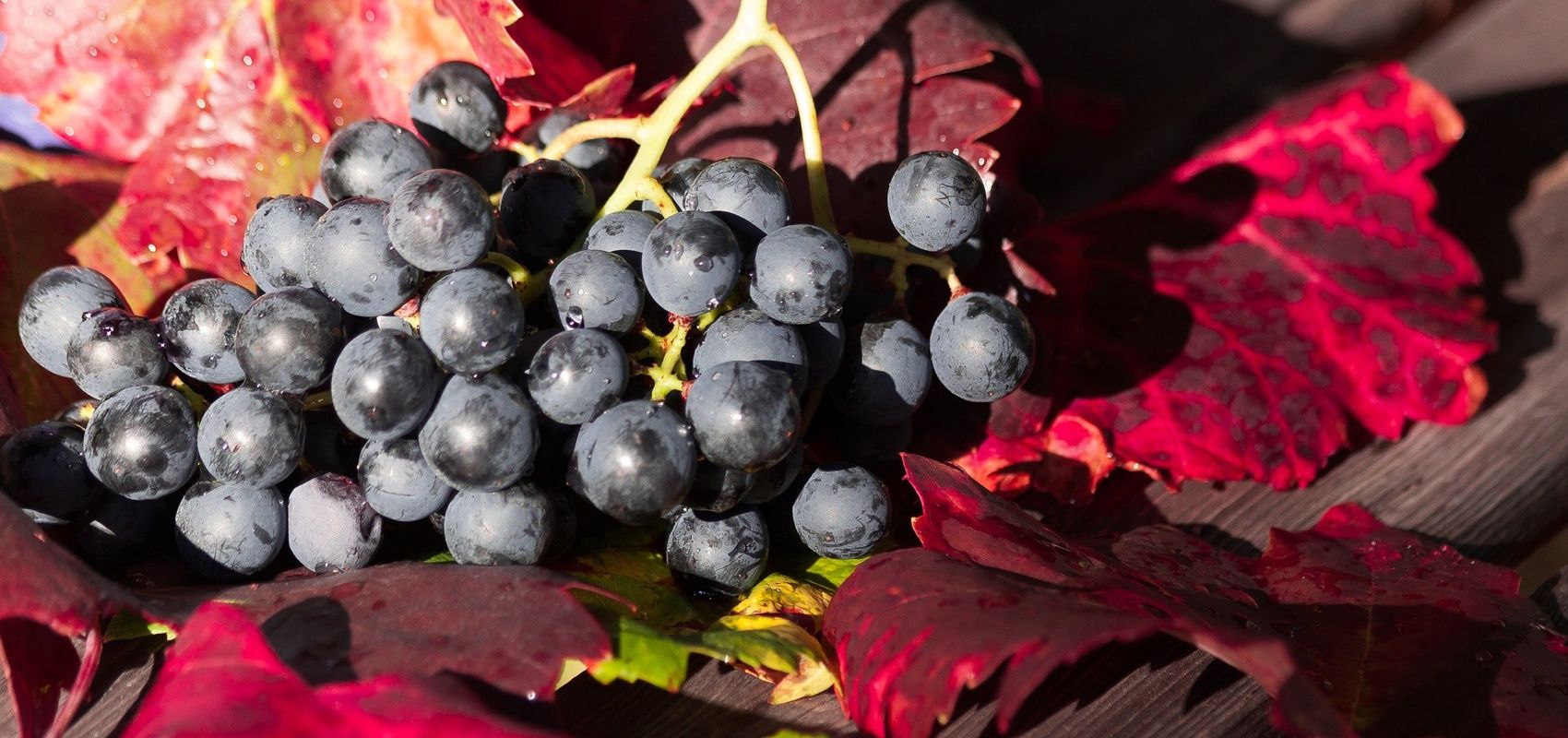 Resveratrol (polifenol del vino) Albarelo Farmacia Laboratorio