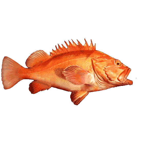 YellowEye Rockfish Alberni Charters