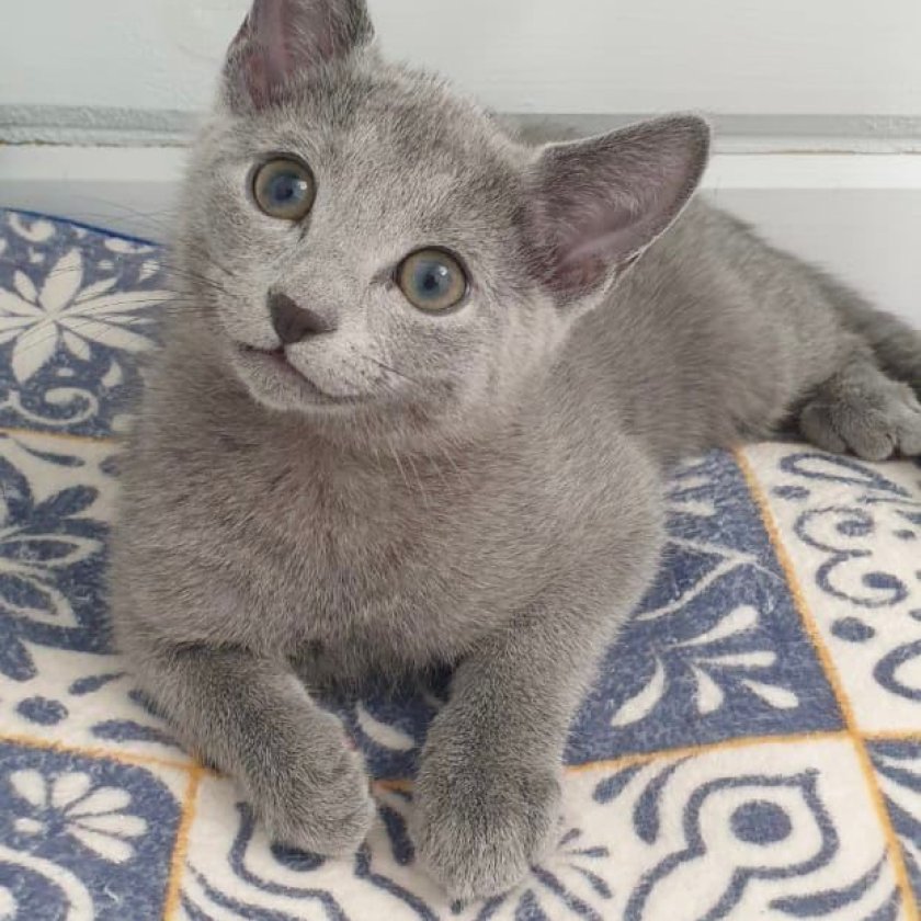 Russian Blue and Siberian cats in Canada Alberta Blues Russian Blue