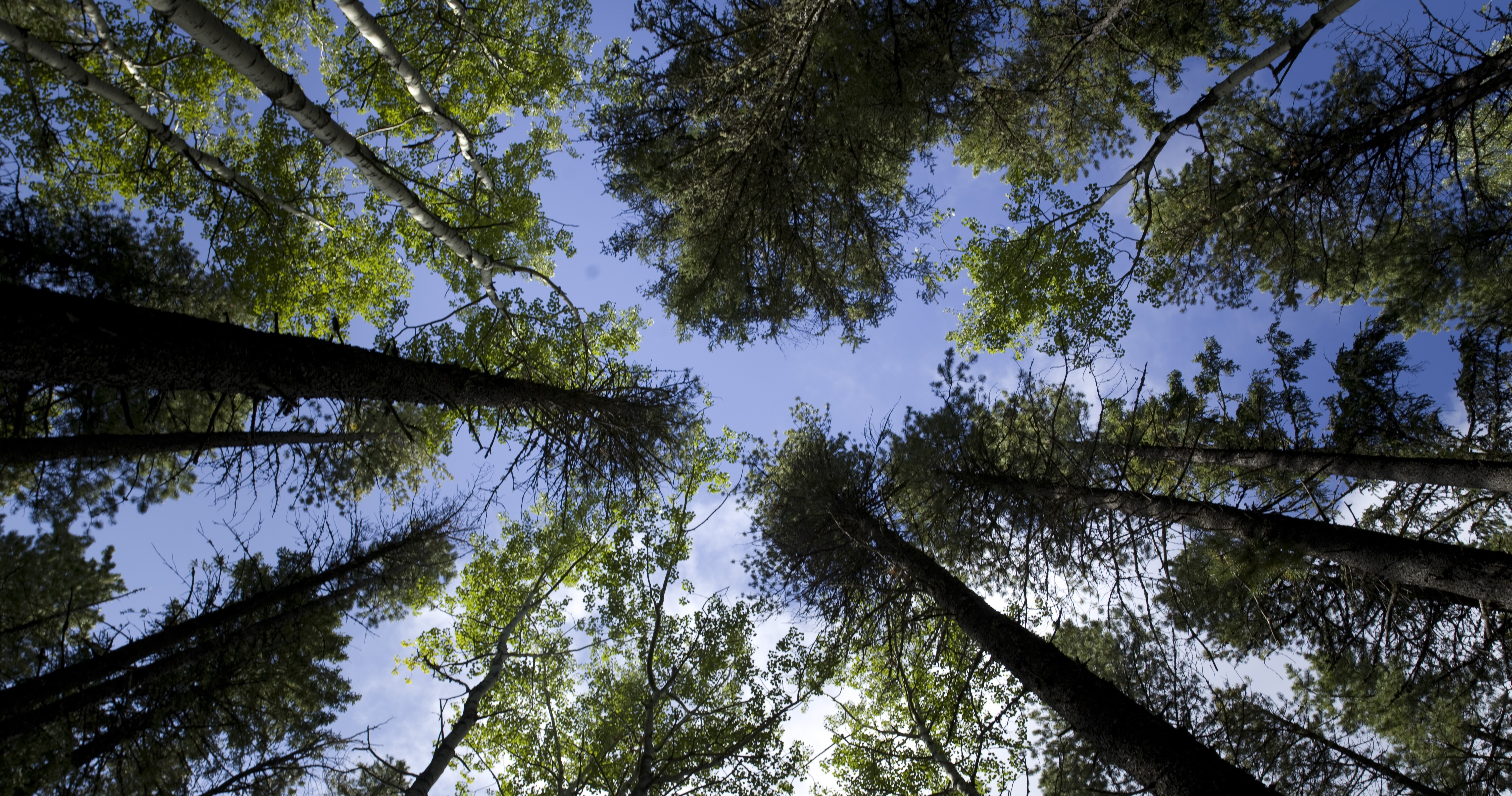 looking up through trees cropped Alberta Forest Products Association