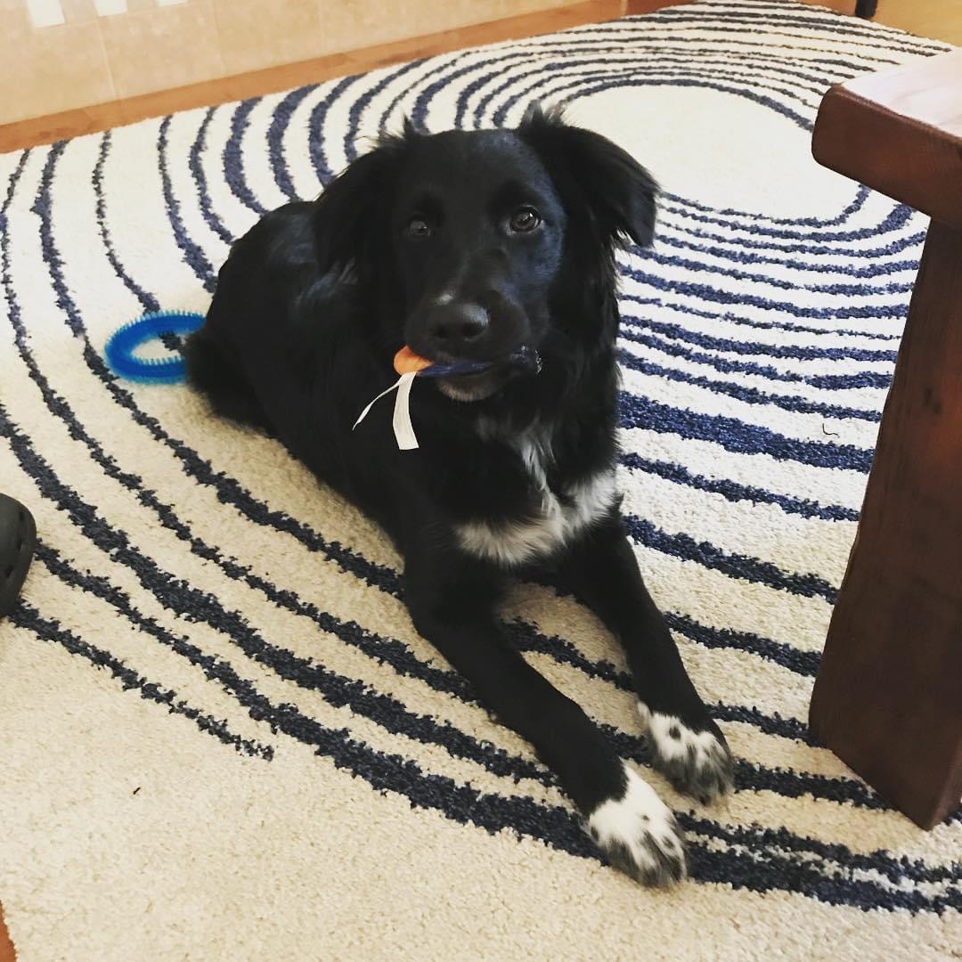 Alberta (AB) Herding Dog Rescue