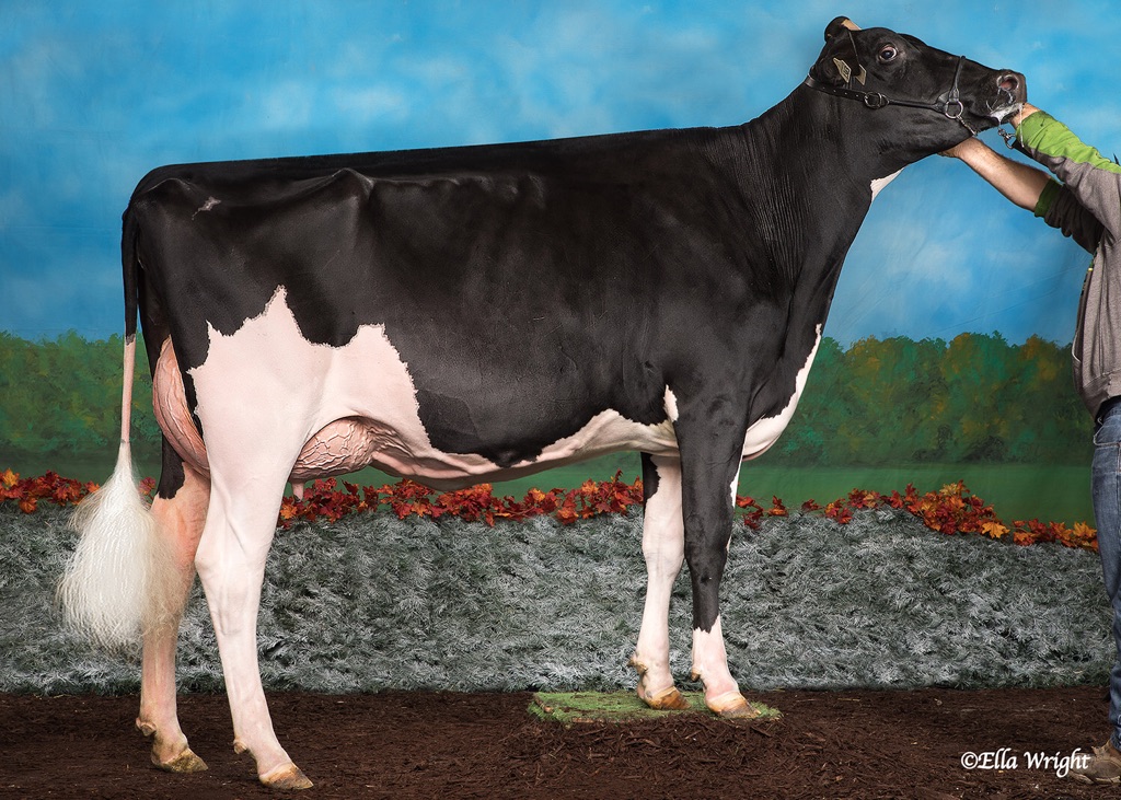 image4 Alberta Holstein Association