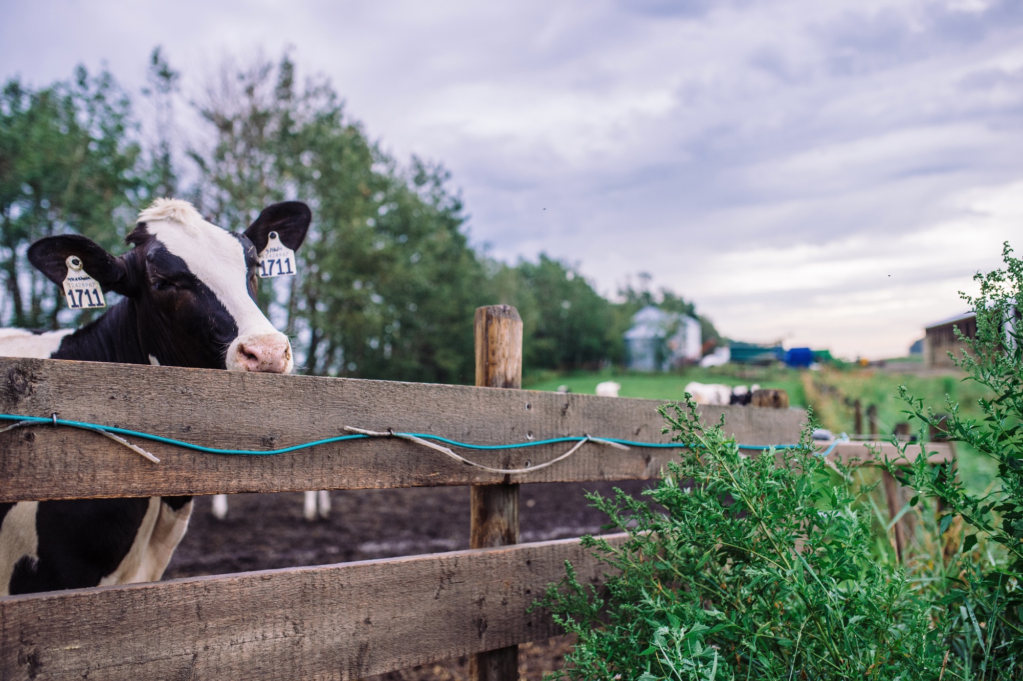 202223 Alberta Milk Annual Report Alberta Milk