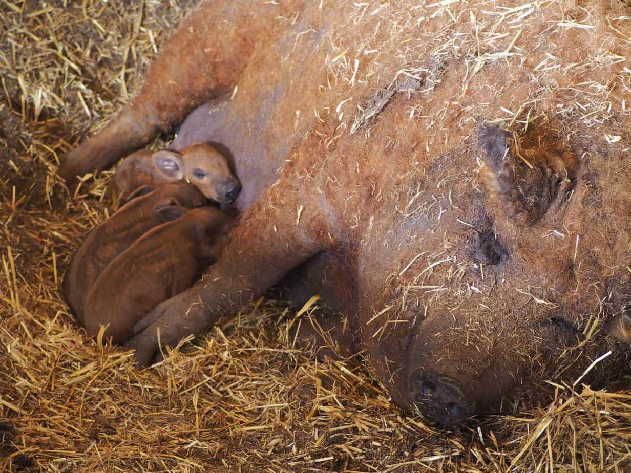 Christina Stender Eh Farms Pork, Poultry & Other Proteins Alberta