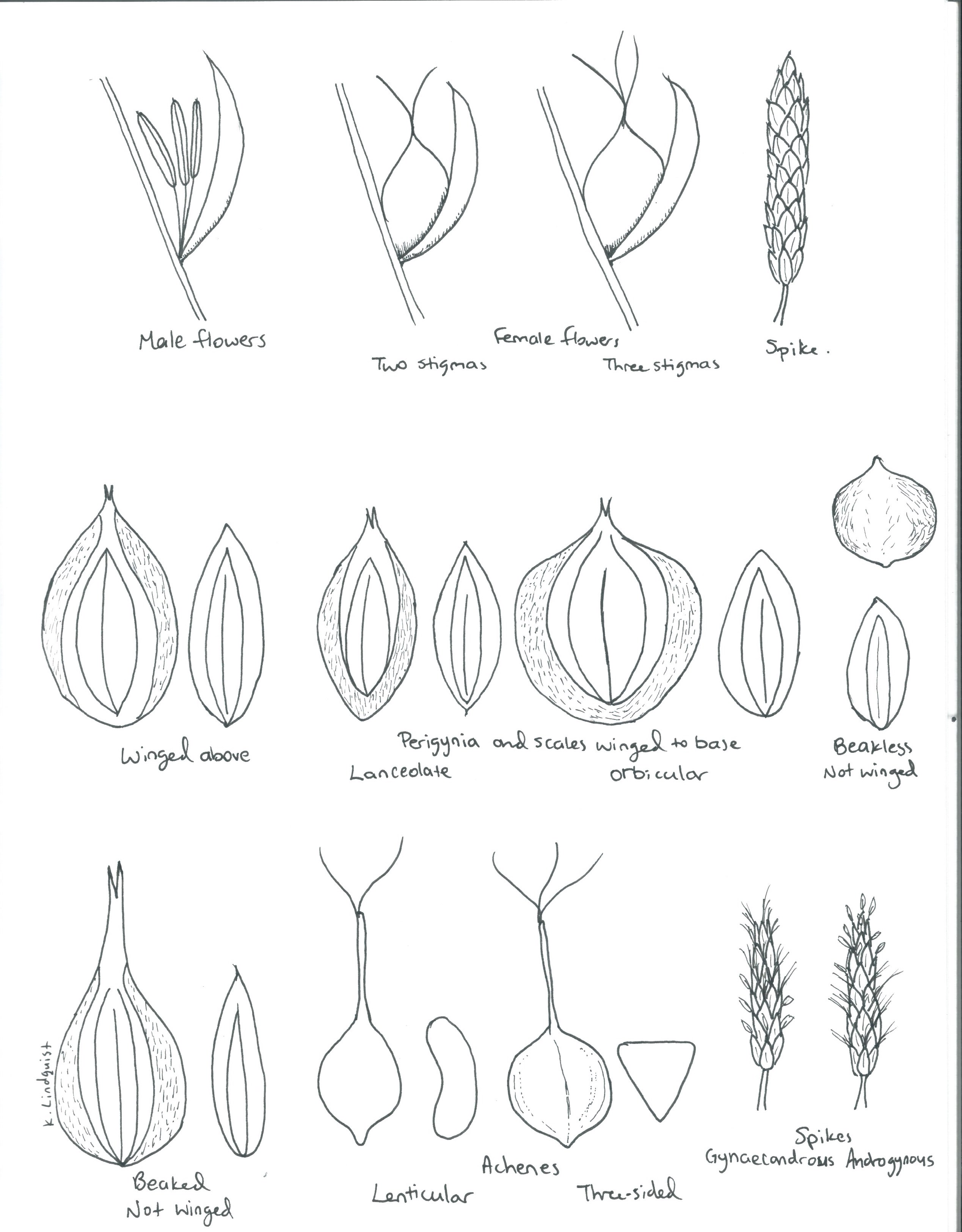 Grasses & Grasslike Species Project Plant ID