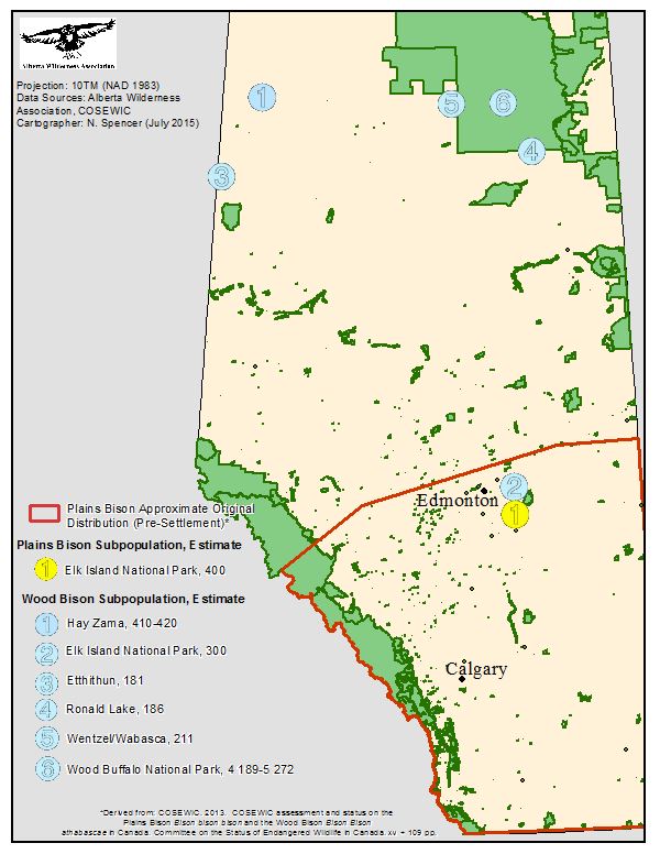 Bison Alberta Wilderness Association
