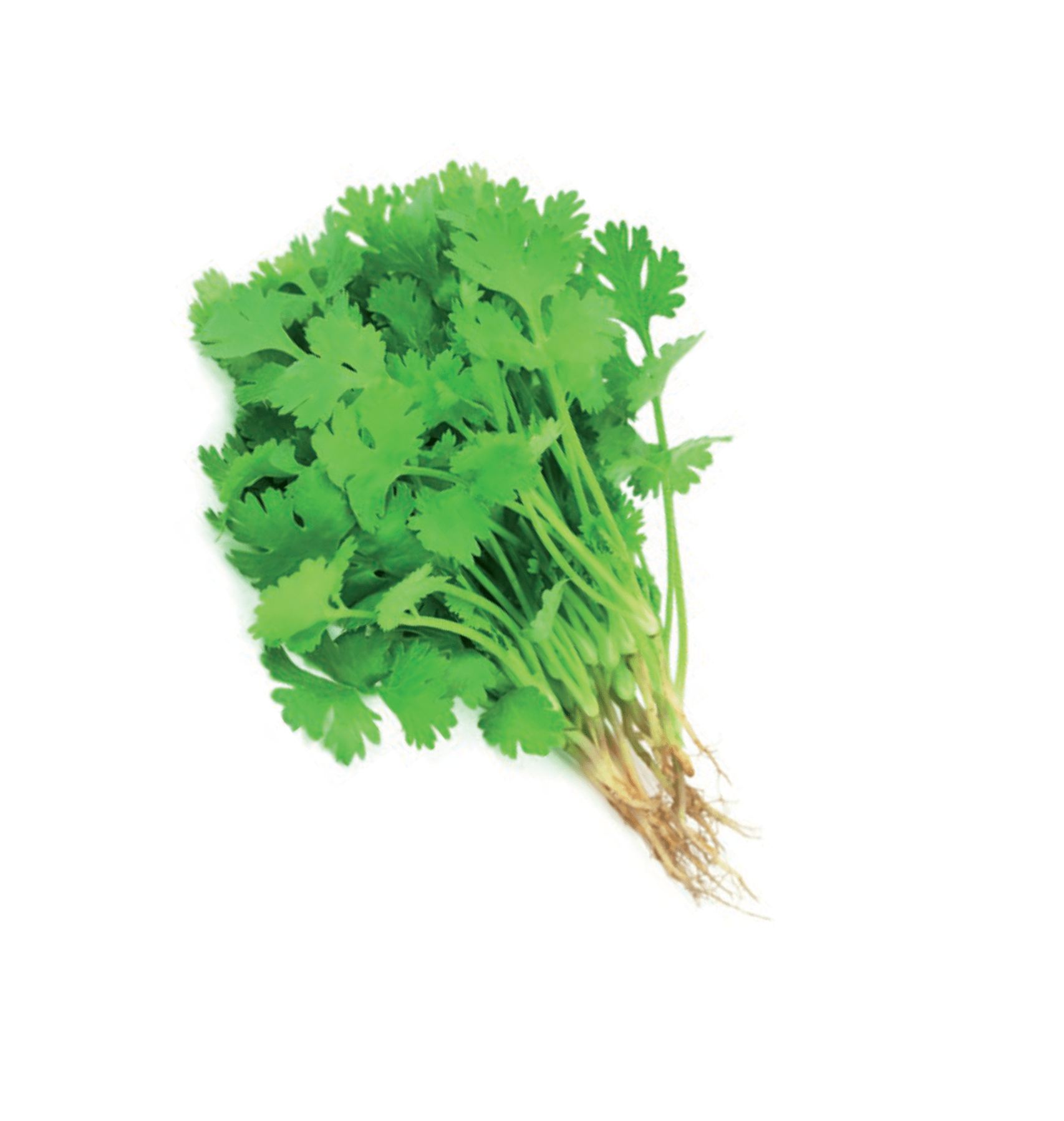 Currying f(l)avour yet again! « Albert Park Naturopathic Center