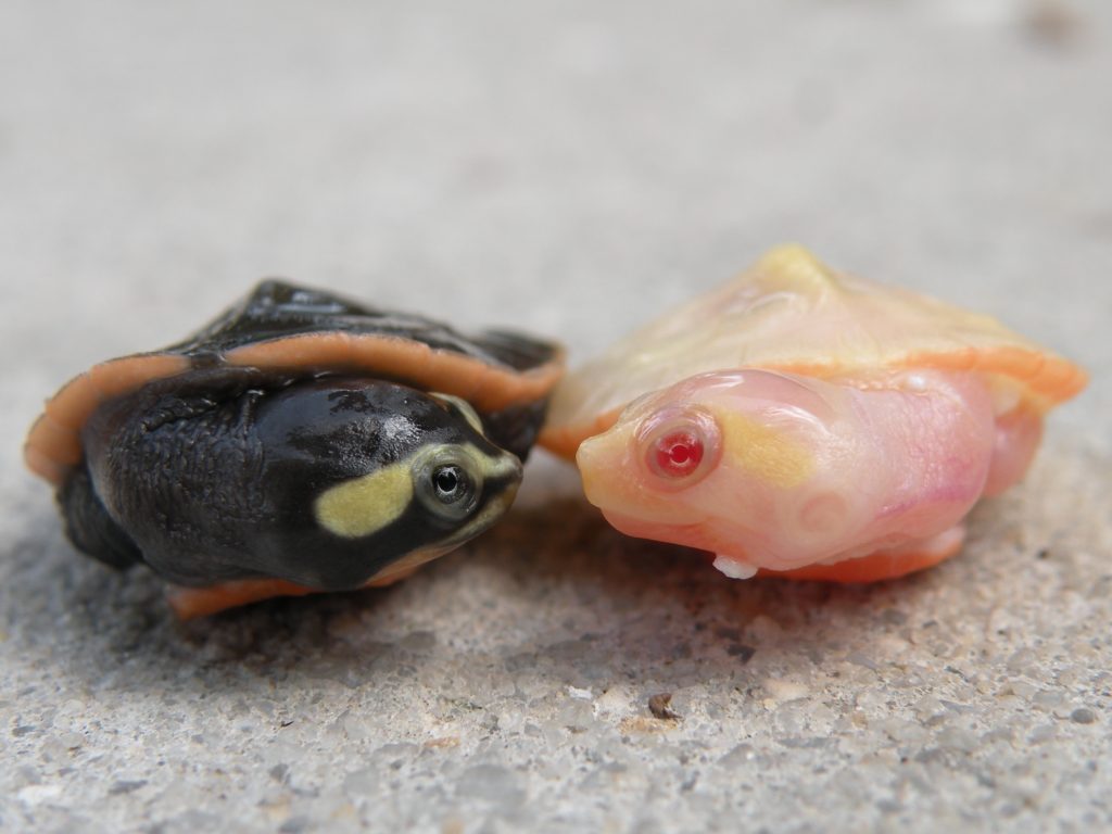 Albino Pink Belly Sidenecks Albino Turtles Turtle Morphs