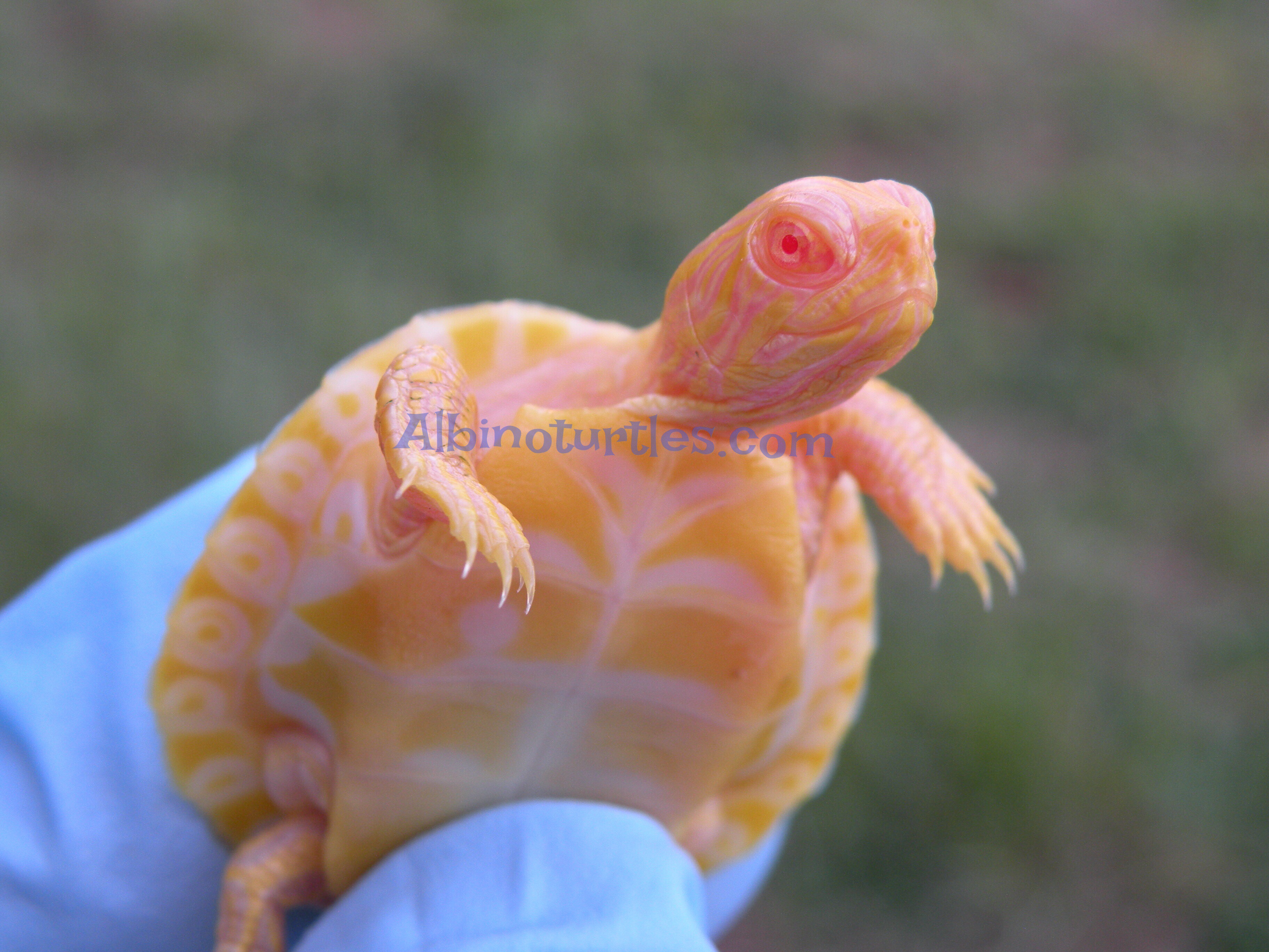 Buying Albino Turtles Albino Turtles Turtle Morphs