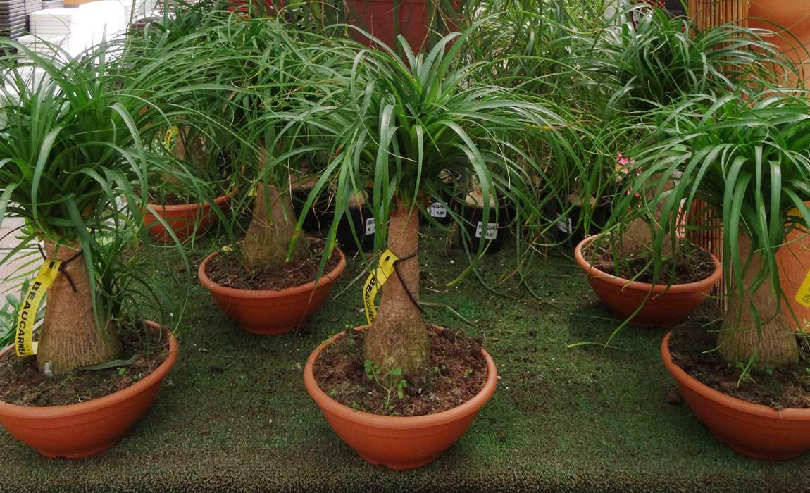 Beaucarnea recurvata o Pata de Elefante VIVERS ALBOGARDEN