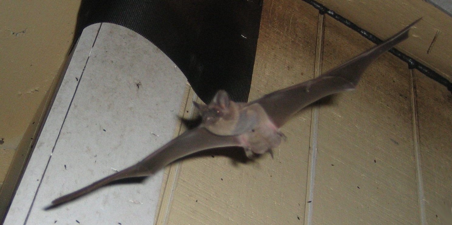 Best Tips Towards Getting Albuquerque Bats Out of YOUR Attic