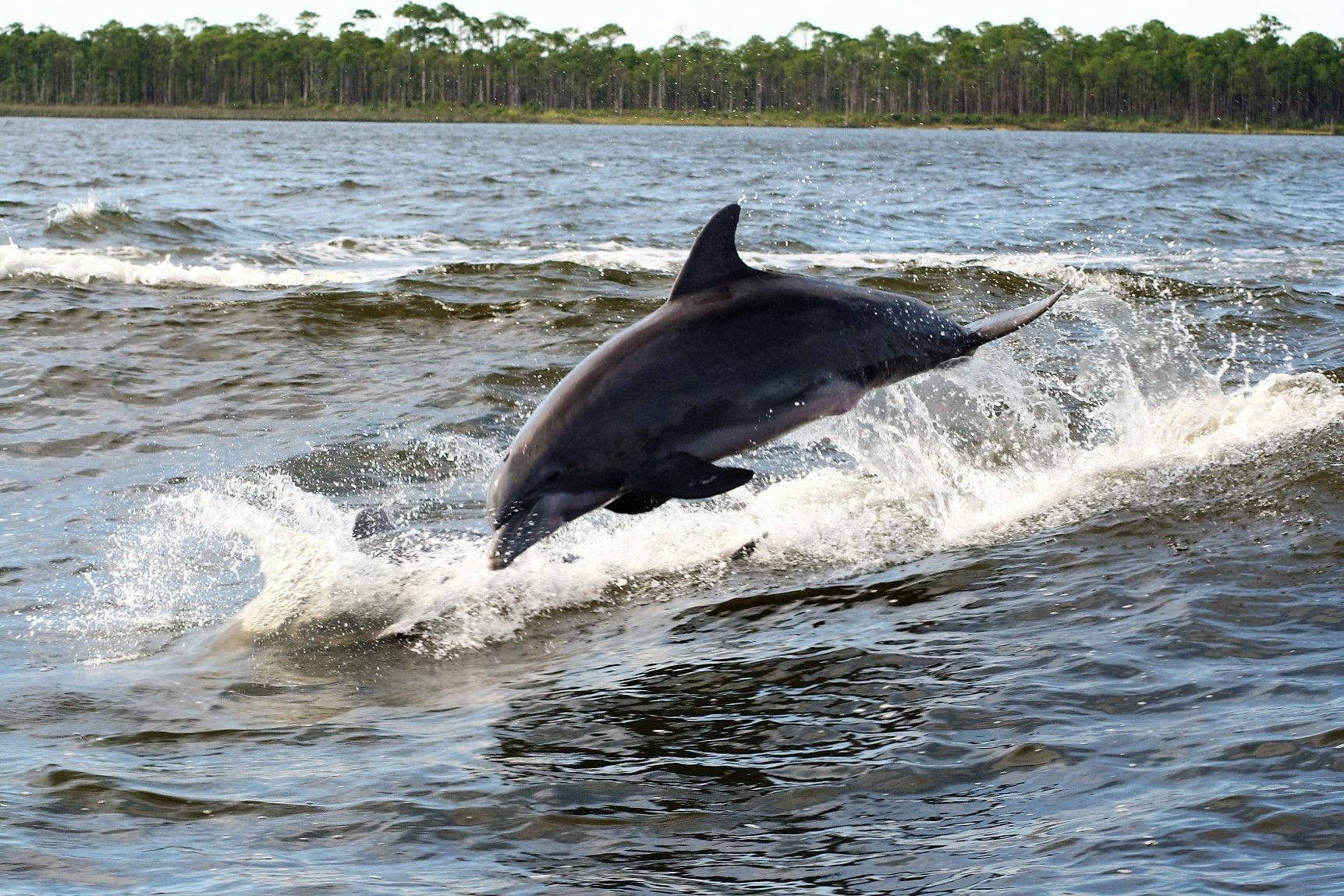 Enjoy Gulf Shores Dolphin Cruises Alabama Beach Vacation Rentals