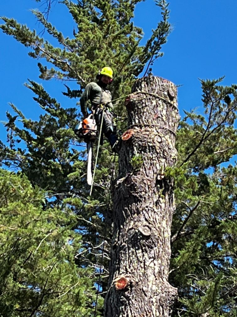 Quality tree service in Santa Rosa, CA, 95409!