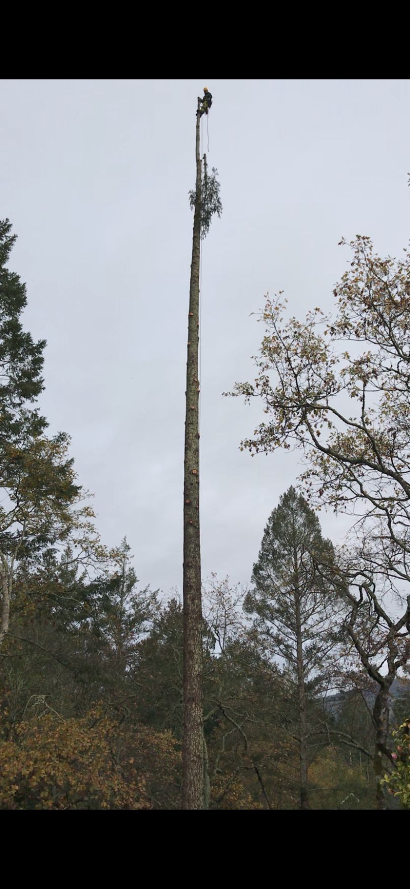 Quality tree service in Santa Rosa, CA, 95409!