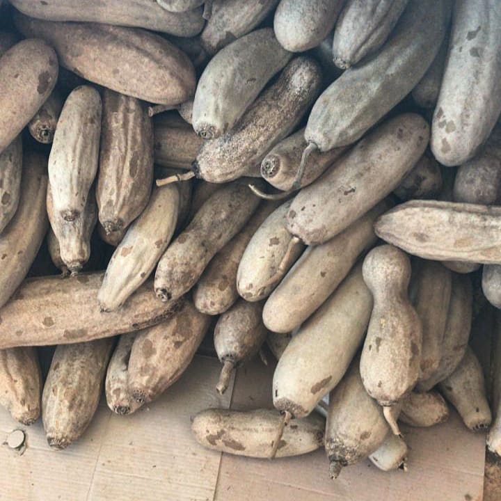 The Sausage Tree Traditional Uses & Clinical Evidence Alchemilla