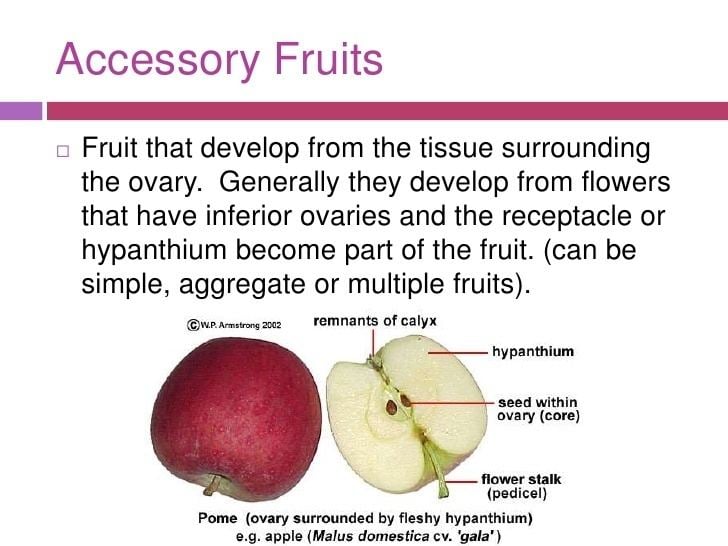 Accessory fruit Alchetron, The Free Social Encyclopedia