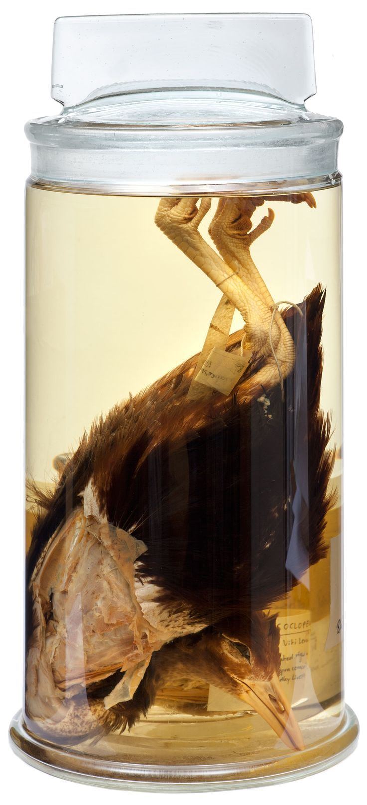 Bar winged rail Alchetron, The Free Social Encyclopedia