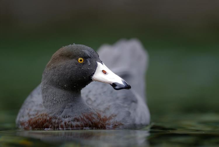 Blue duck Alchetron, The Free Social Encyclopedia