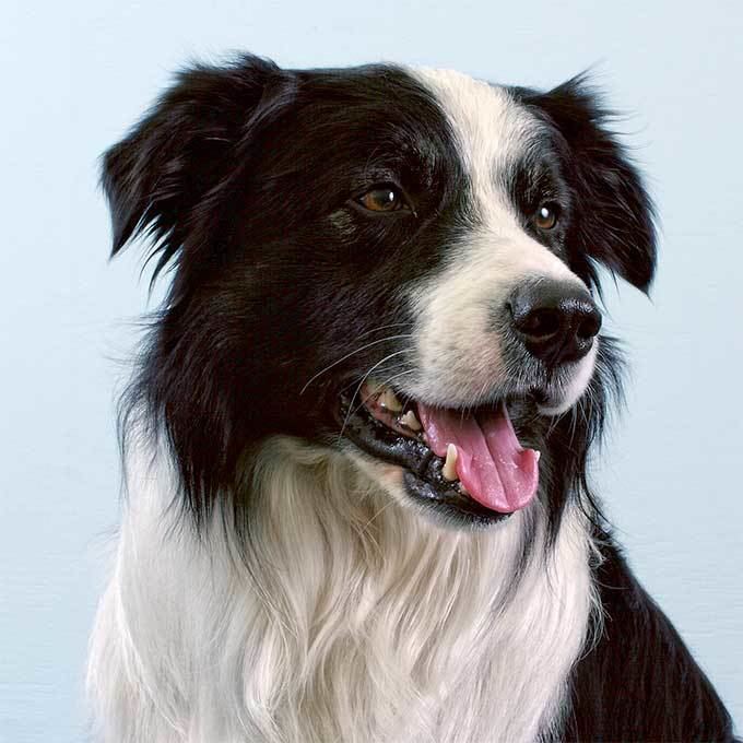 Border Collie Alchetron, The Free Social Encyclopedia