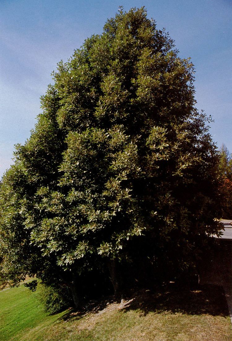 Broad leaved tree Alchetron, The Free Social Encyclopedia