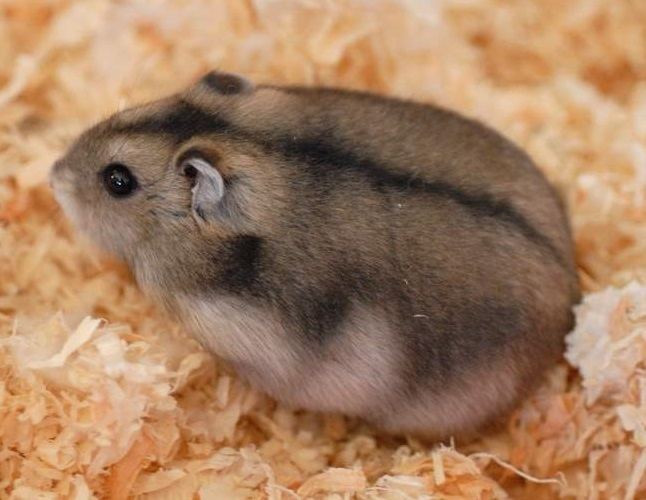 Campbell's dwarf hamster Everything You Need to Know with Photos Videos