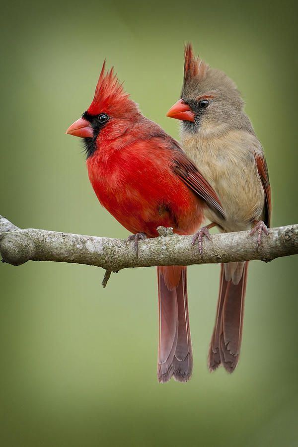 Cardinal (bird) Alchetron, The Free Social Encyclopedia