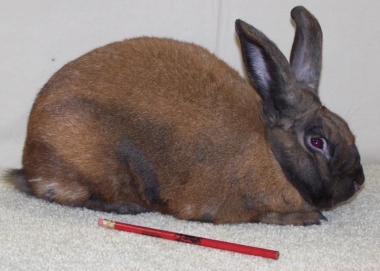 Cinnamon rabbit Alchetron, The Free Social Encyclopedia