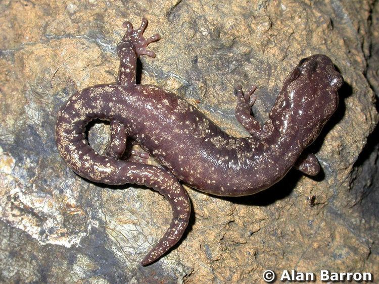 Clouded salamander Alchetron, The Free Social Encyclopedia