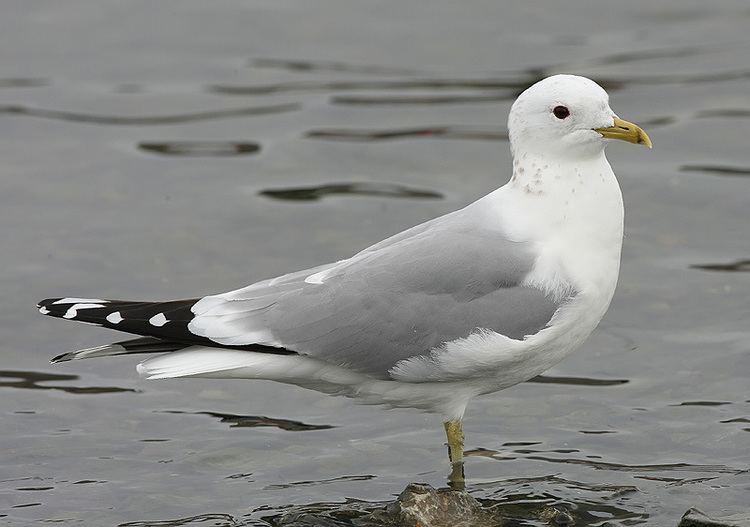 Common gull Alchetron, The Free Social Encyclopedia